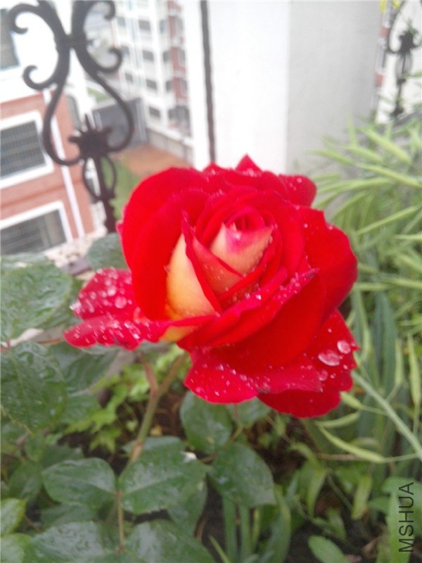 IMG20140425009.jpg