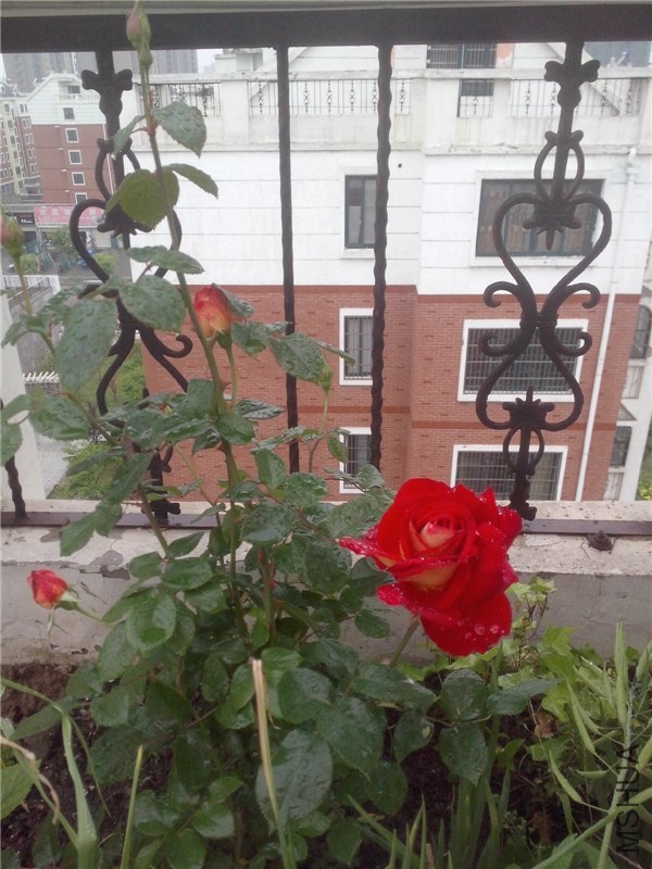 IMG20140425025.jpg