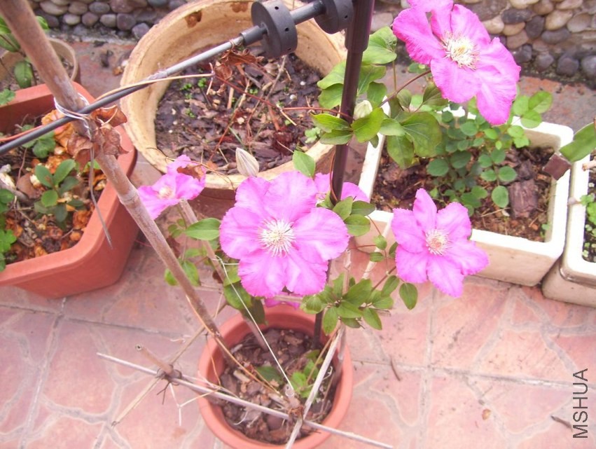 100_1049.JPG