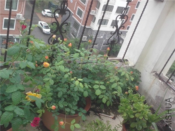 IMG20140425001.jpg