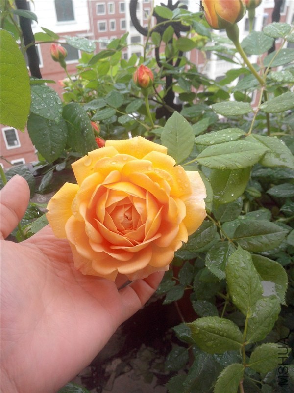 IMG20140425002.jpg