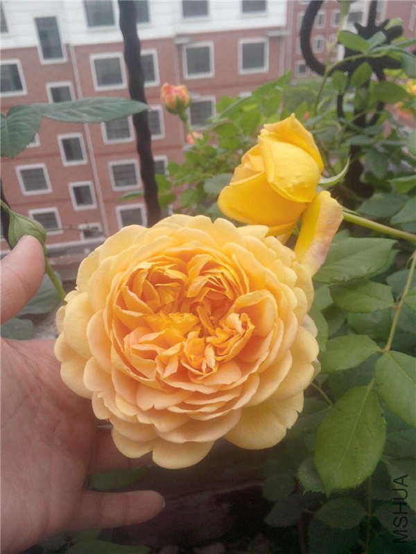 IMG20140426006.jpg