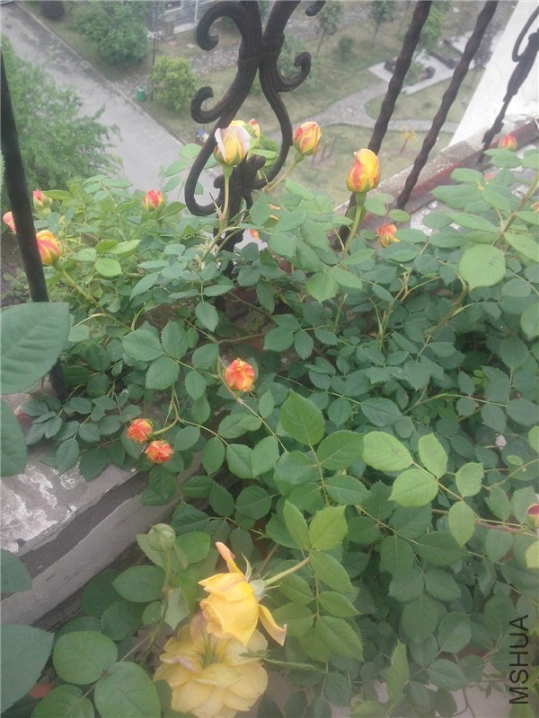 IMG20140426008.jpg
