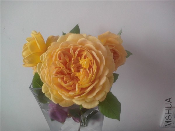 IMG20140426017.jpg