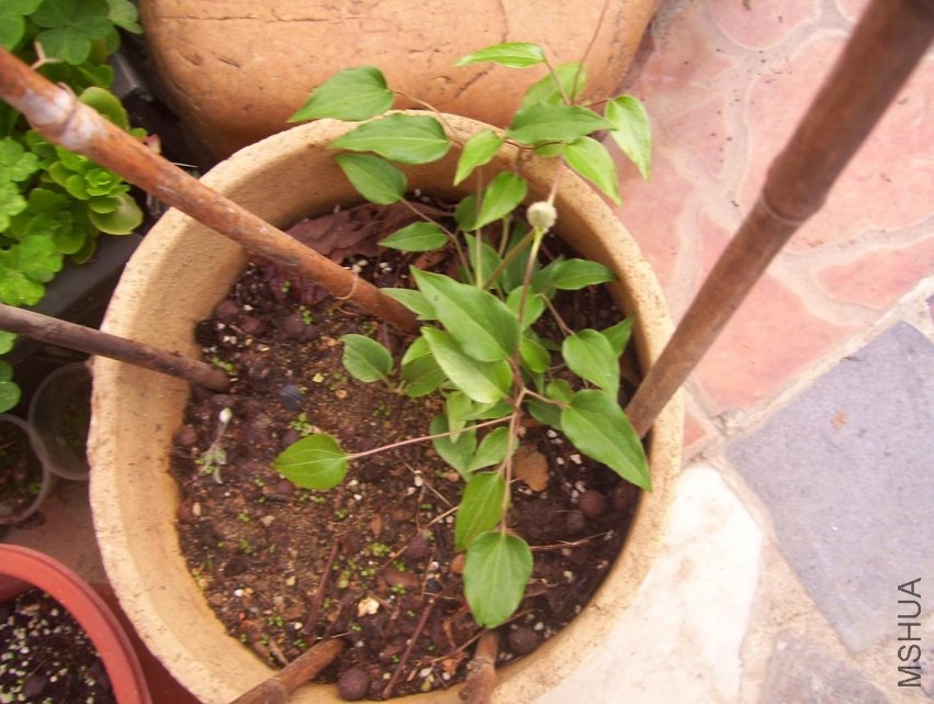 100_1046.JPG