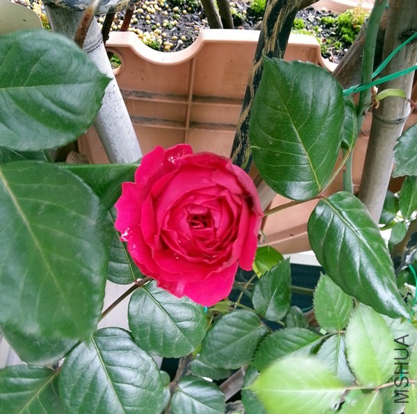��ɫ��ɳ��ʯ20140428A.jpg