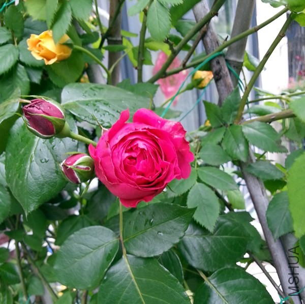 ��ɫ��ɳ��ʯ20140428B.jpg