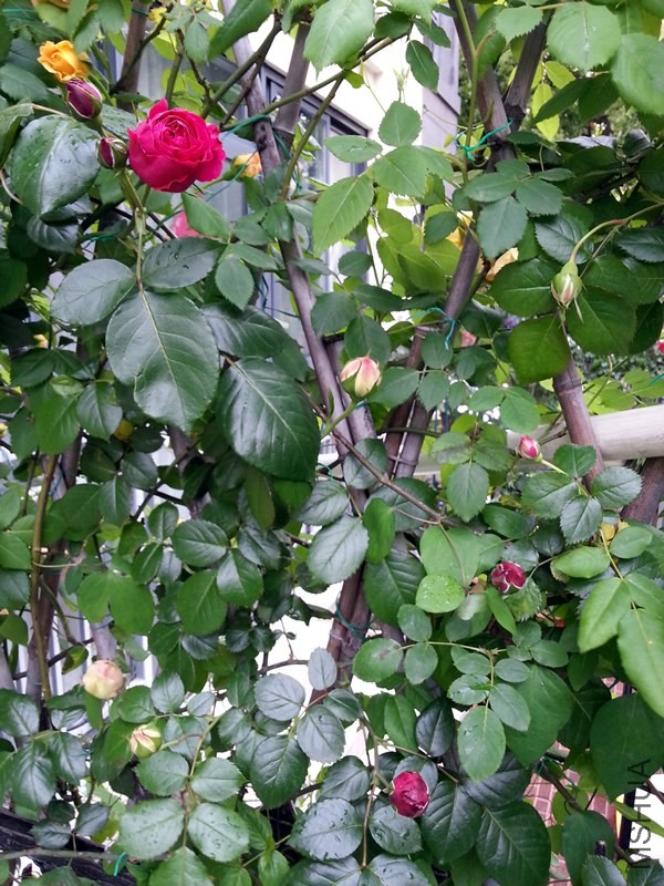 ��ɫ��ɳ��ʯ20140428C.jpg
