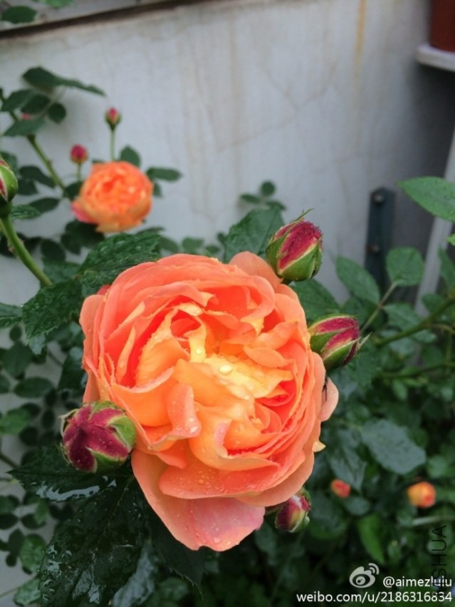 82508c22jw1efrrhf91yqj20xc18gk1t.jpg