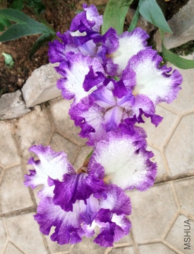 psb (113).jpg