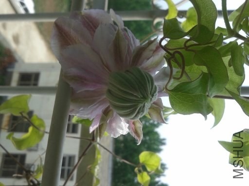 psb[2].jpg