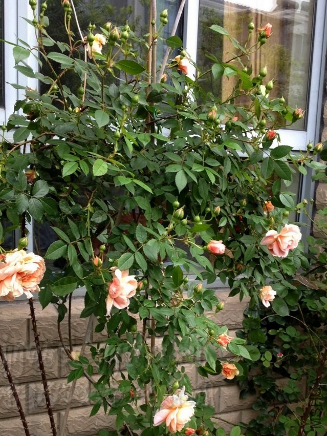 Image00001.JPG