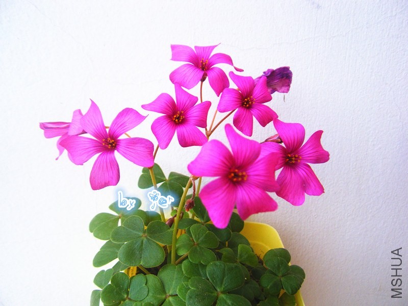 DSCF9650_����.jpg