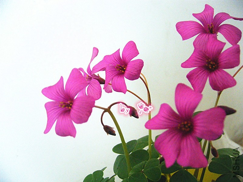 DSCF9657_����.jpg