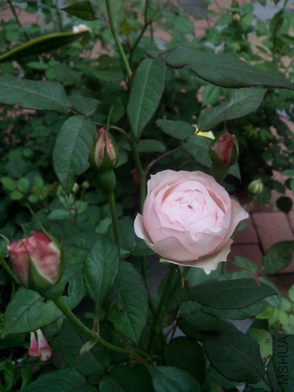 IMG_20140414_105115.jpg