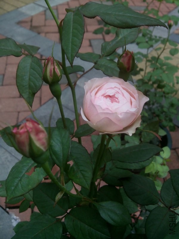 IMG_20140414_112034.jpg