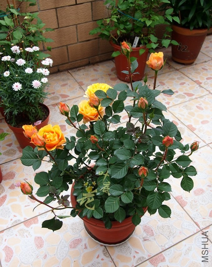 P4276400_����.jpg