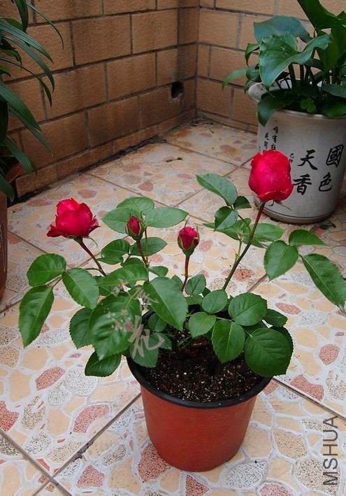 P4286449_����.jpg