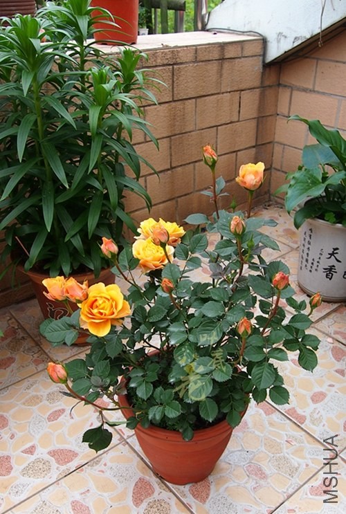 P4286451_����.jpg