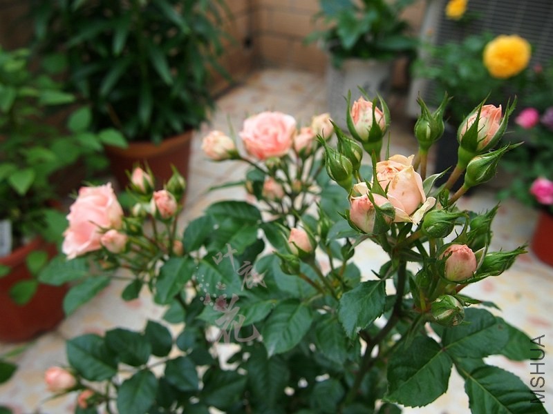 P4286455_����.jpg