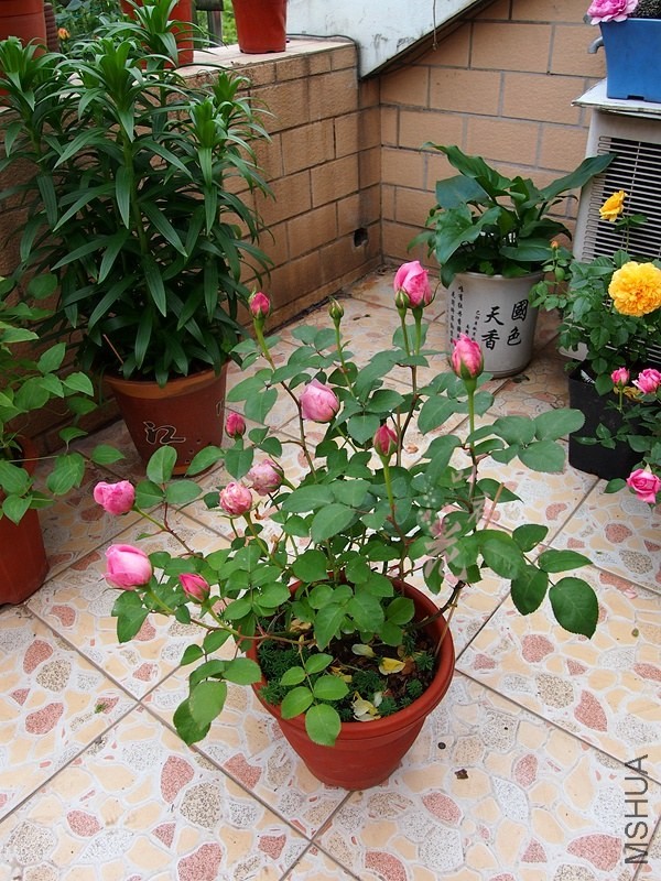 P4286457_����.jpg