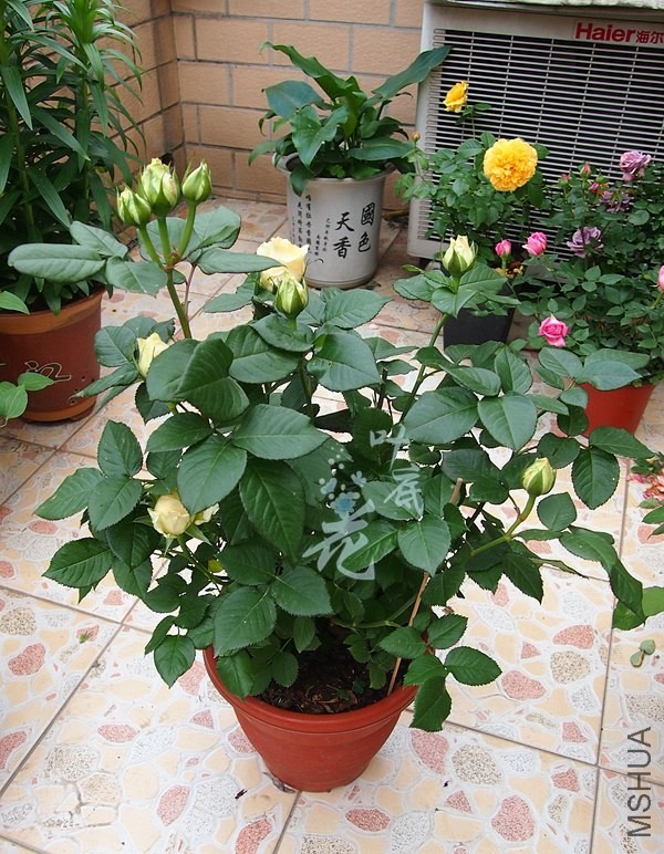 P4286456_����.jpg