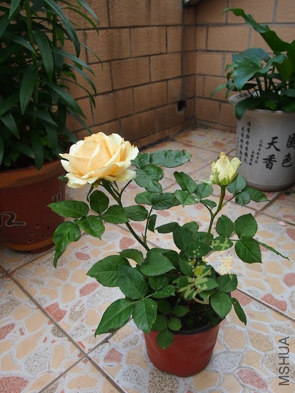 P4286447_����.jpg