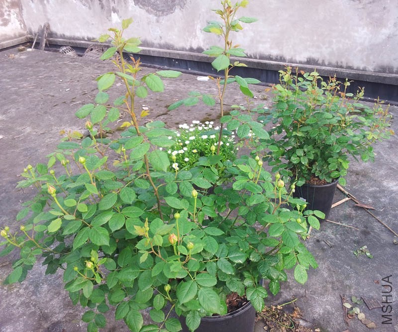 20140408_084018.jpg