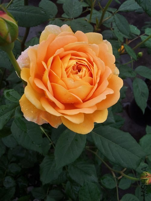 20140413_083953.jpg