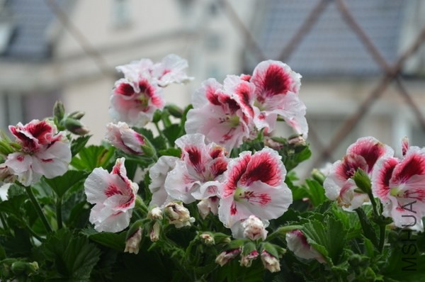 DSC_2201.JPG
