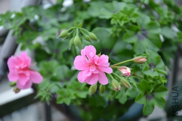 DSC_2296.JPG