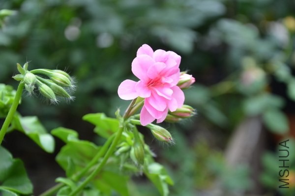 DSC_2293.JPG