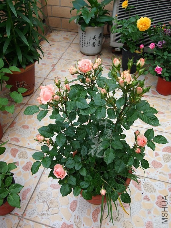 P4286454_����.jpg