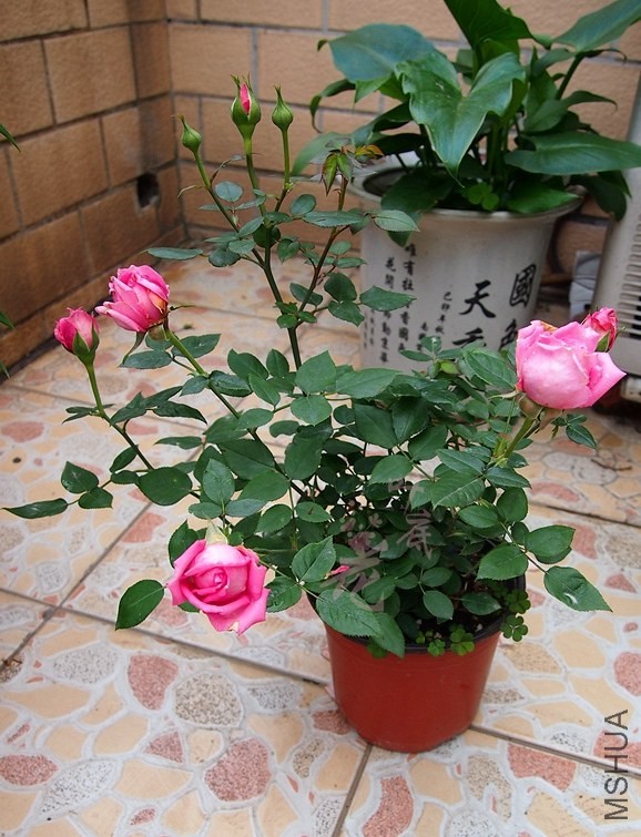 P4286441_����.jpg