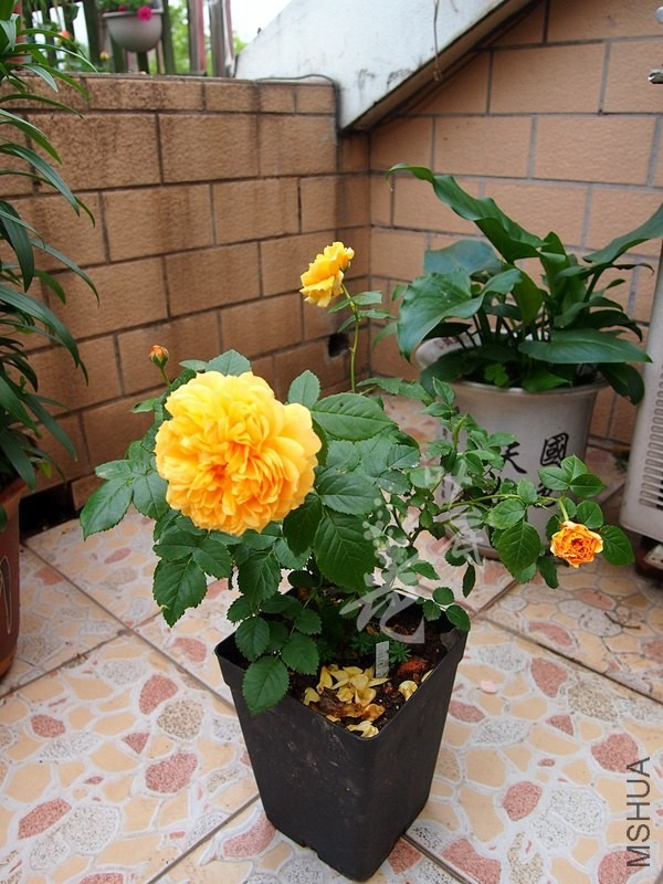 P4286442_����.jpg