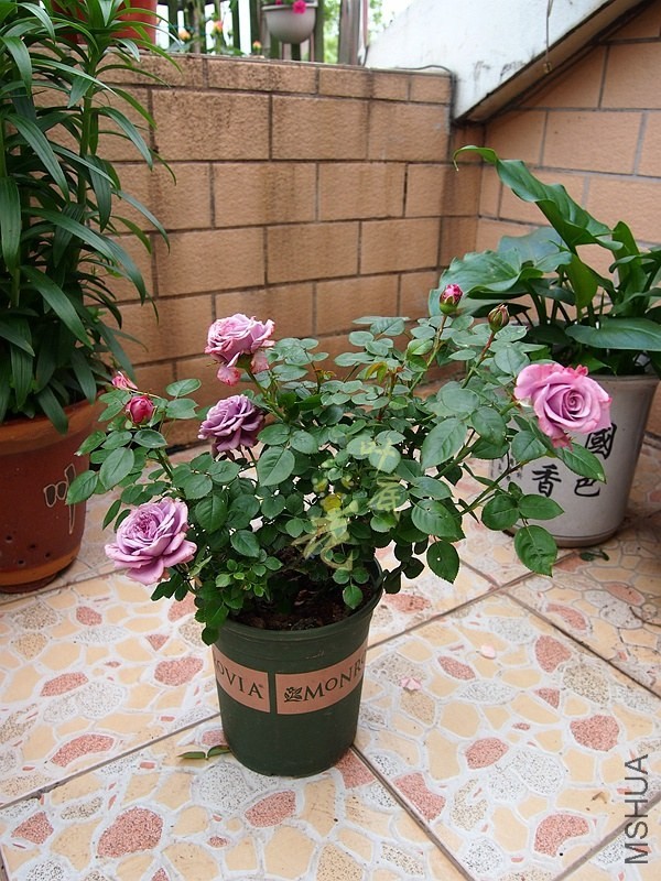 P4286444_����.jpg