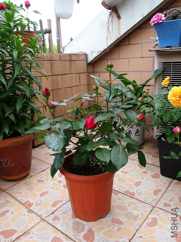 P4286453_����.jpg