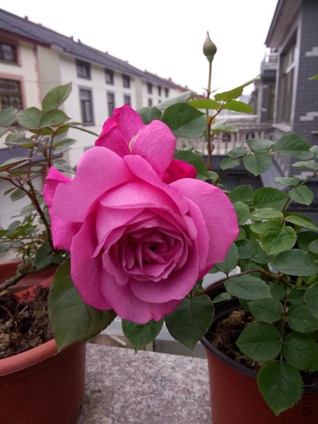 IMG20140428075009.jpg