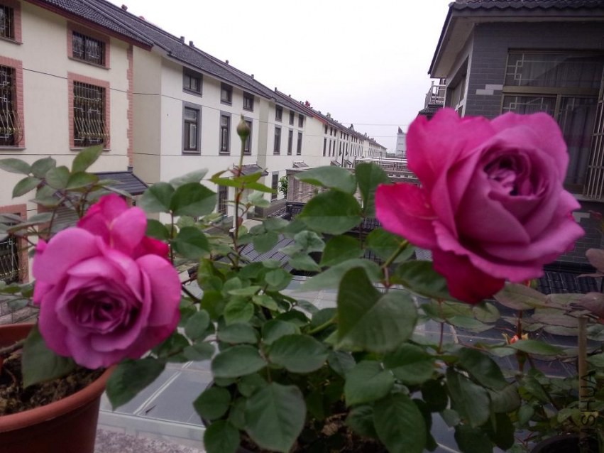 IMG20140428075015.jpg
