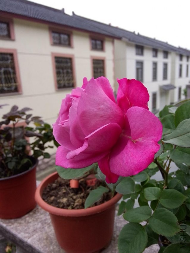 IMG20140428075036.jpg