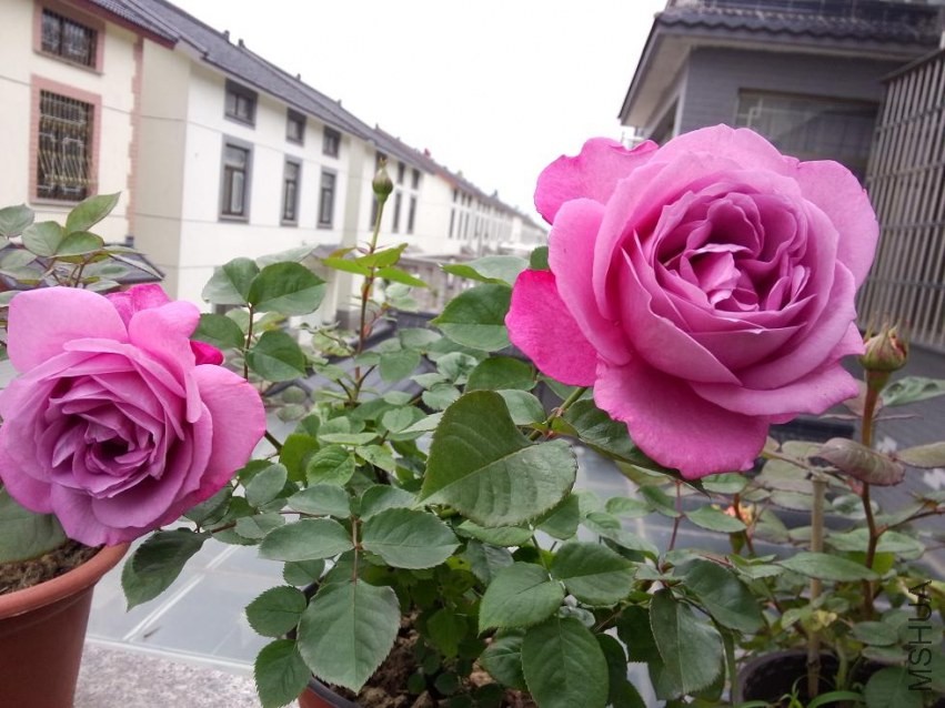 IMG20140428165707.jpg