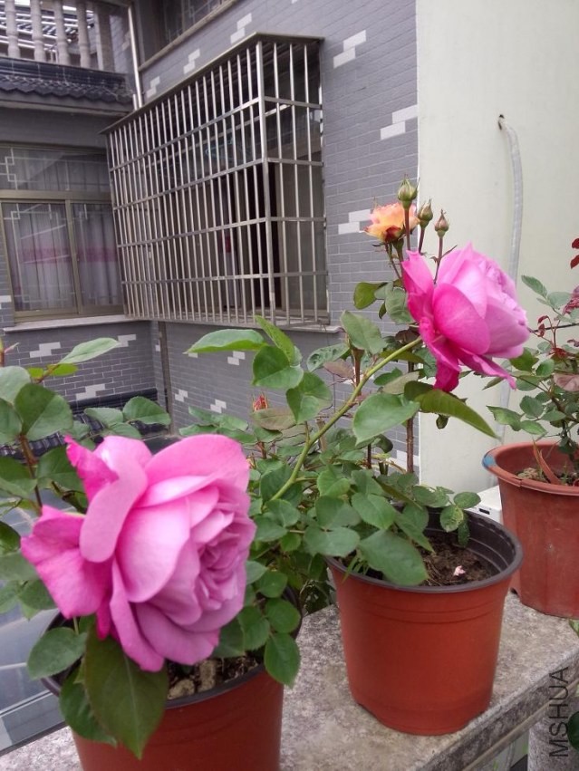 IMG20140428170323.jpg