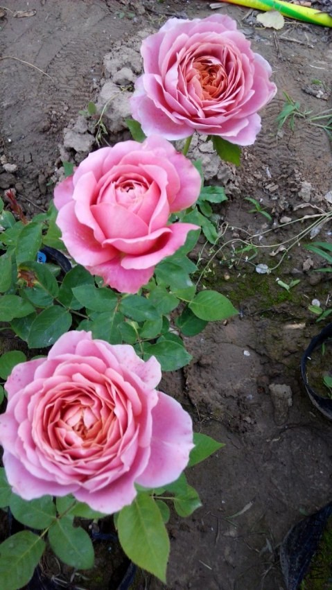 QQͼƬ20140428202700.jpg