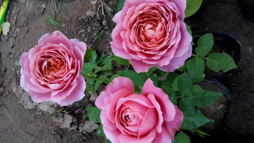 QQͼƬ20140428202741.jpg