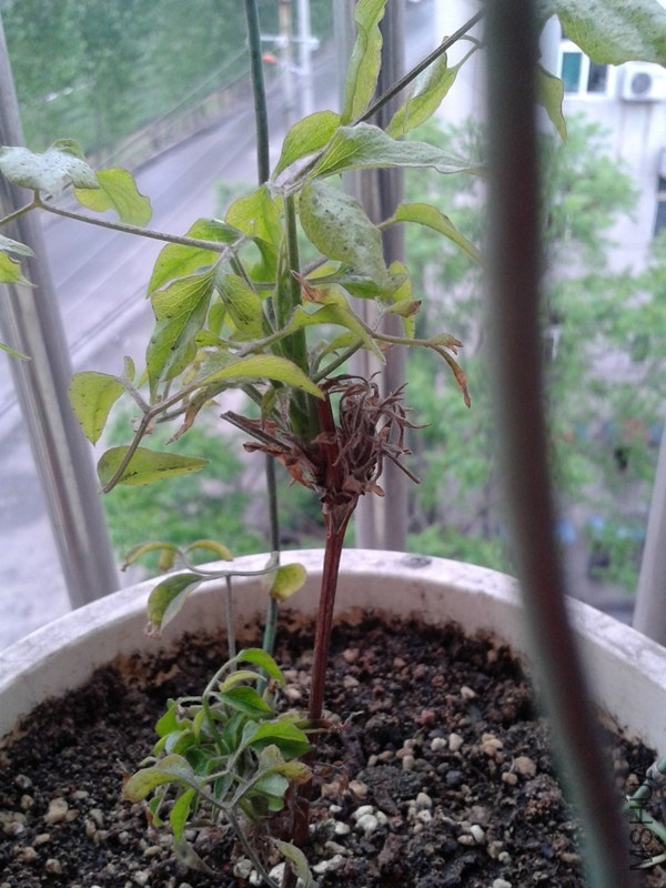 2014-04-25 15.46.00_����.jpg