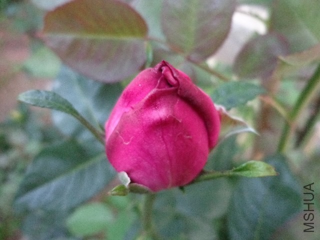 DSC01444.JPG