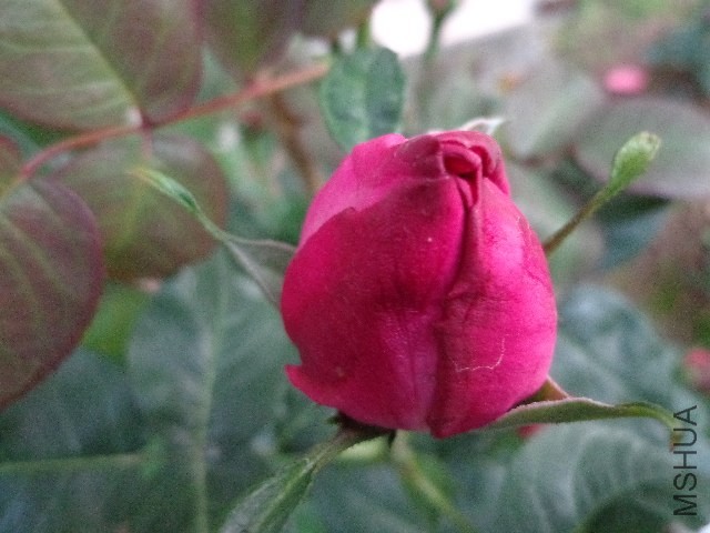 DSC01445.JPG
