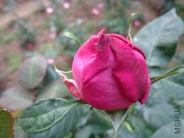 DSC01449.JPG