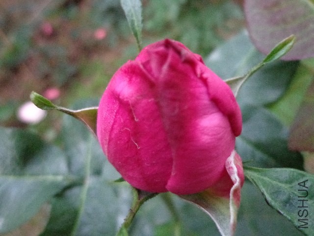 DSC01447.JPG