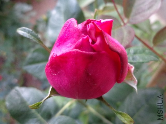 DSC01471.JPG